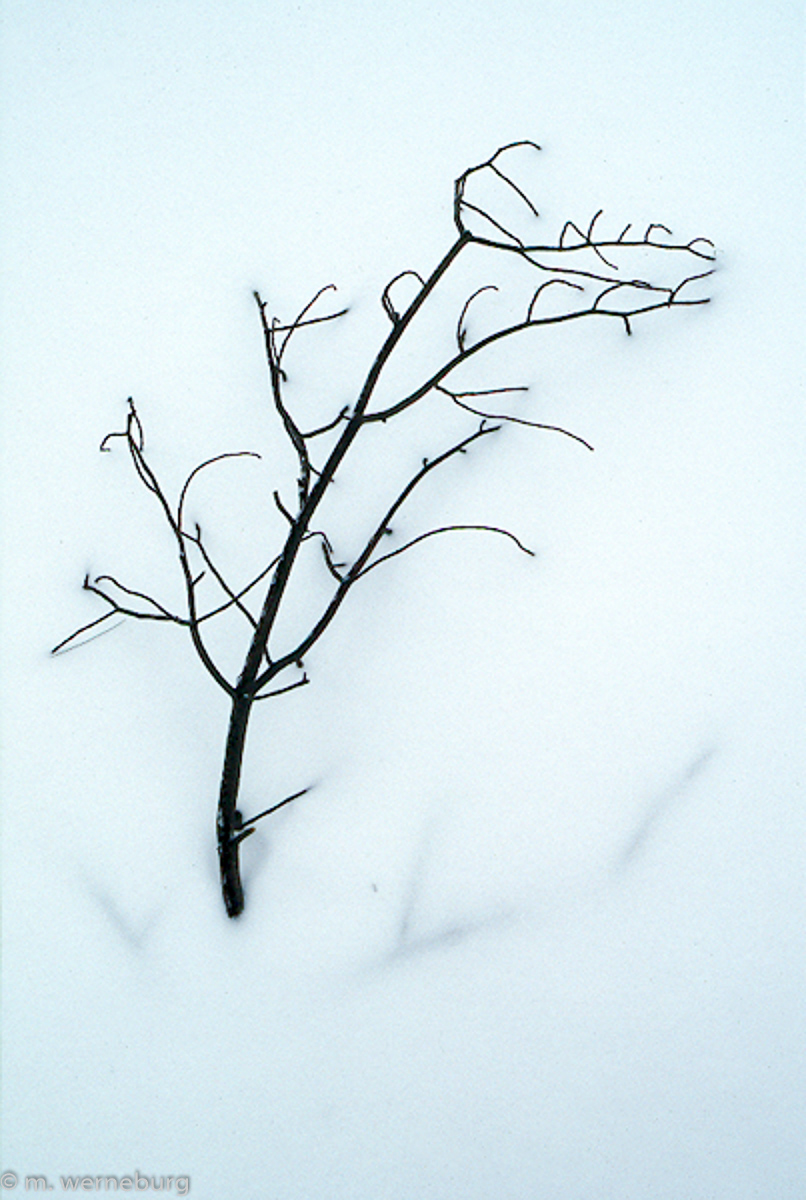 frozen twig in snow