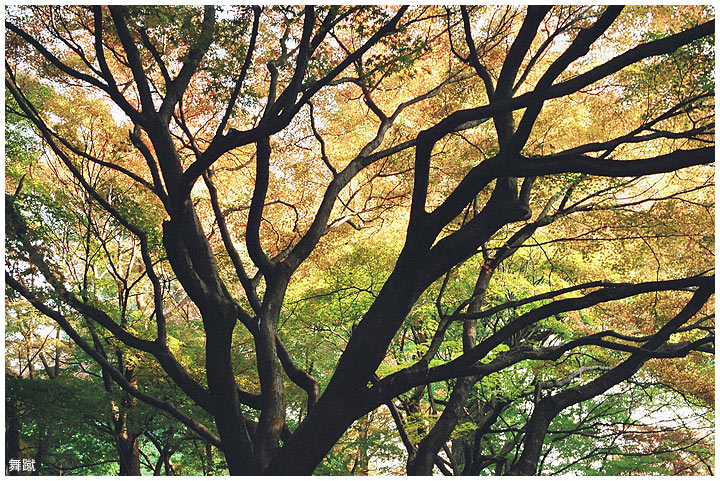 tokyo trees in Autumn