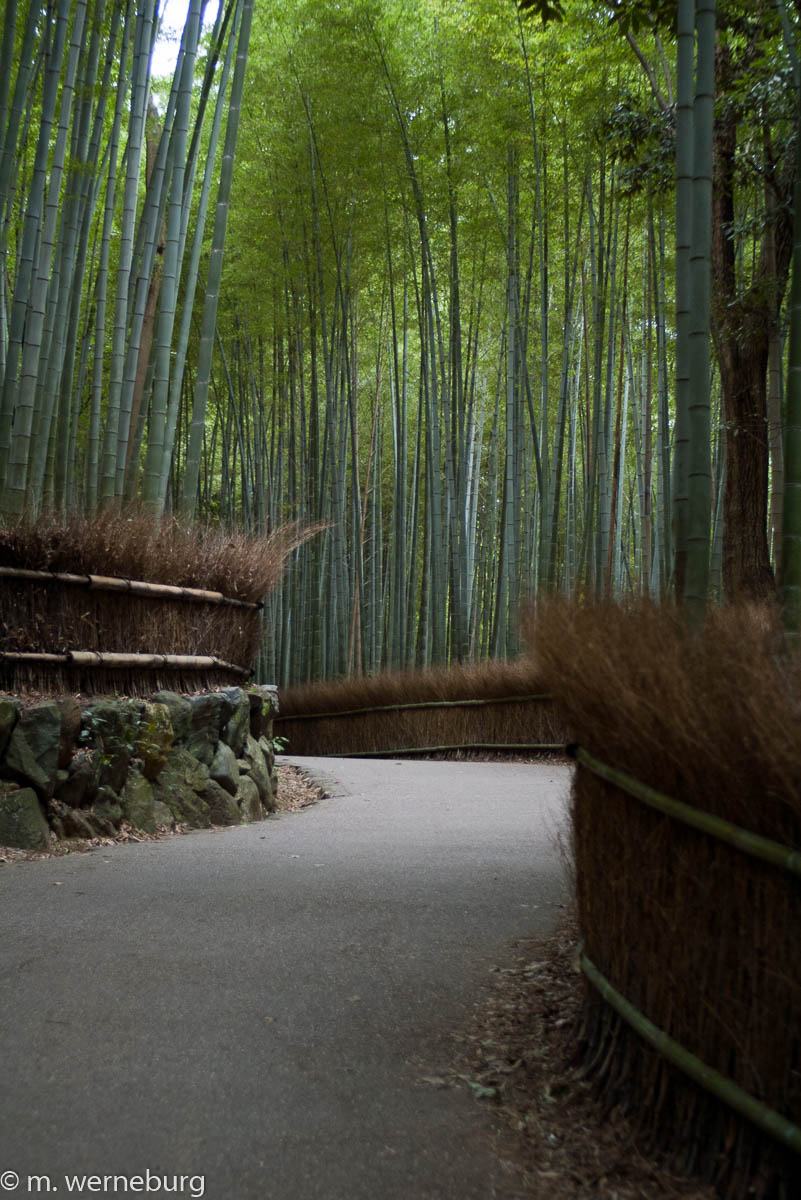 a walk in the bamboo