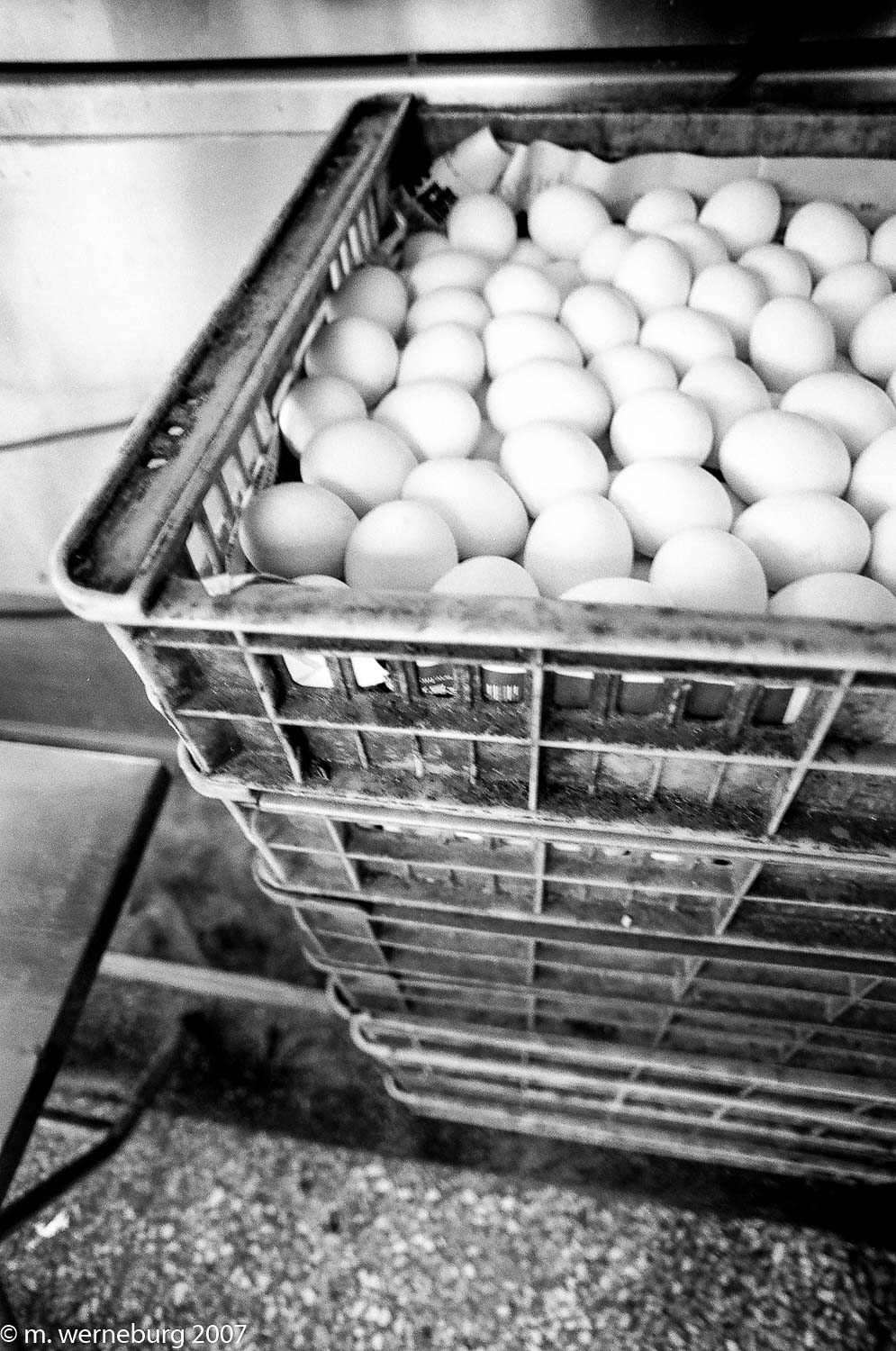 eggs and lots of 'em