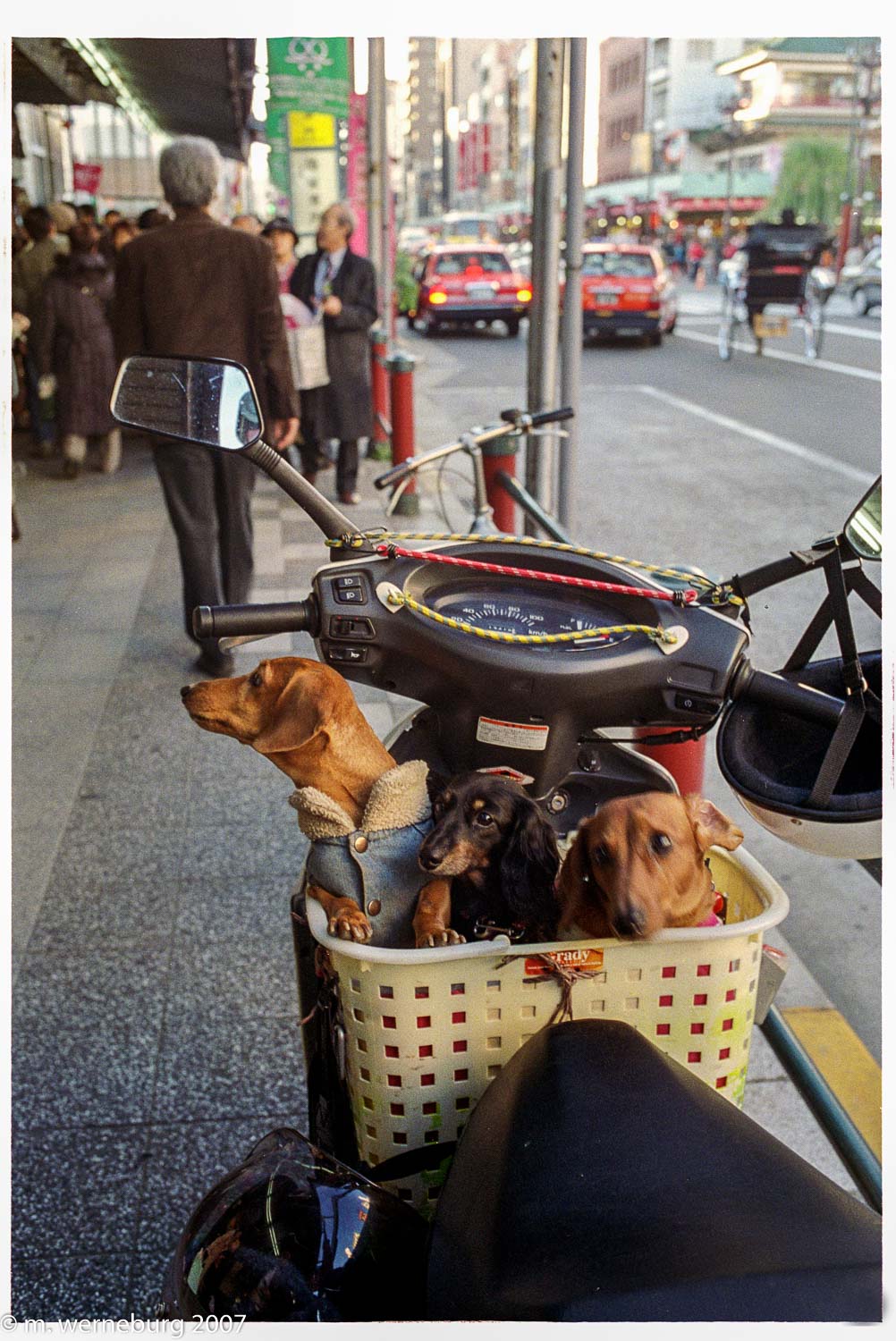 three dogs in a basket