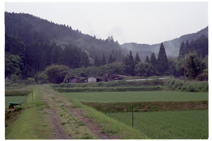 rice paddies on Kyushu
