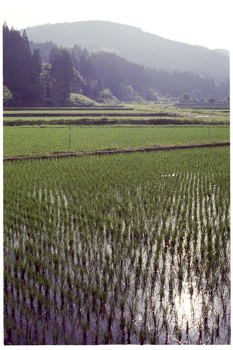 immature rice in May
