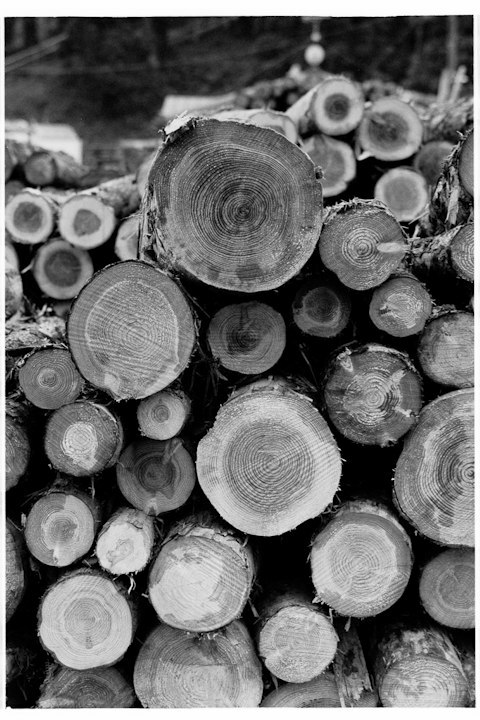 piles of lumber
