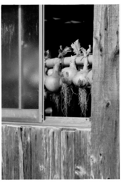 onions in the window
