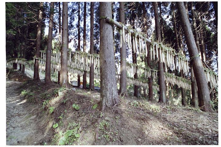 rows of gaikon drying on a hill-side