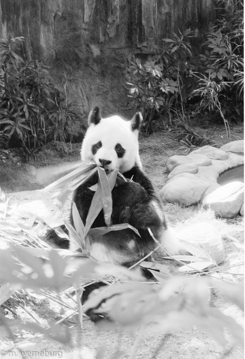 The panda is feeding