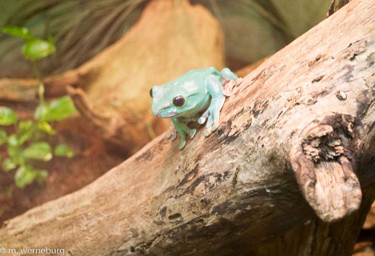 green tree frog in a zoo