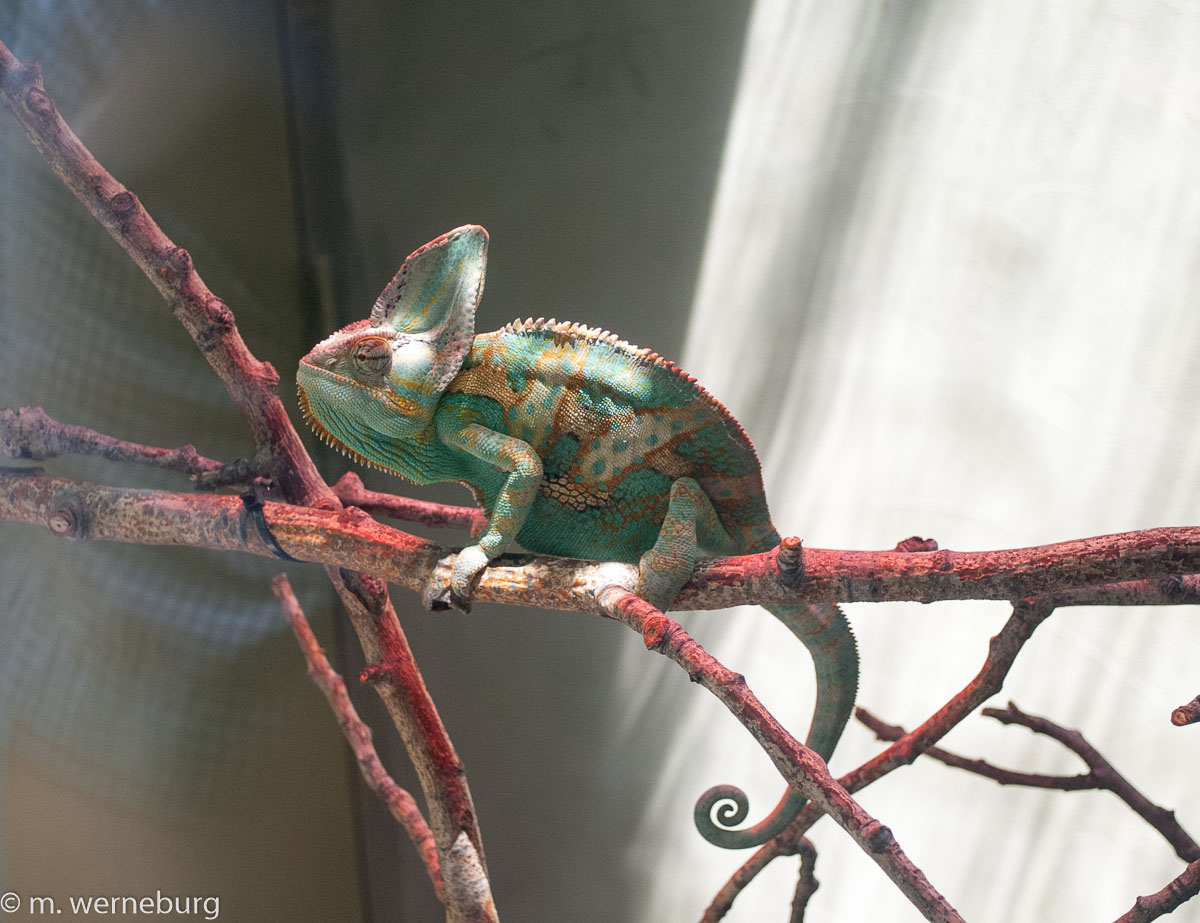chameleon clashes with my shirt