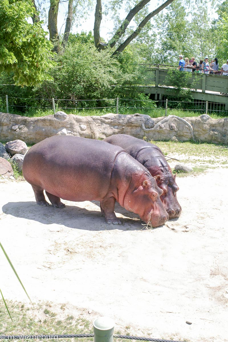 pygmy hippos sweating in the summer sun