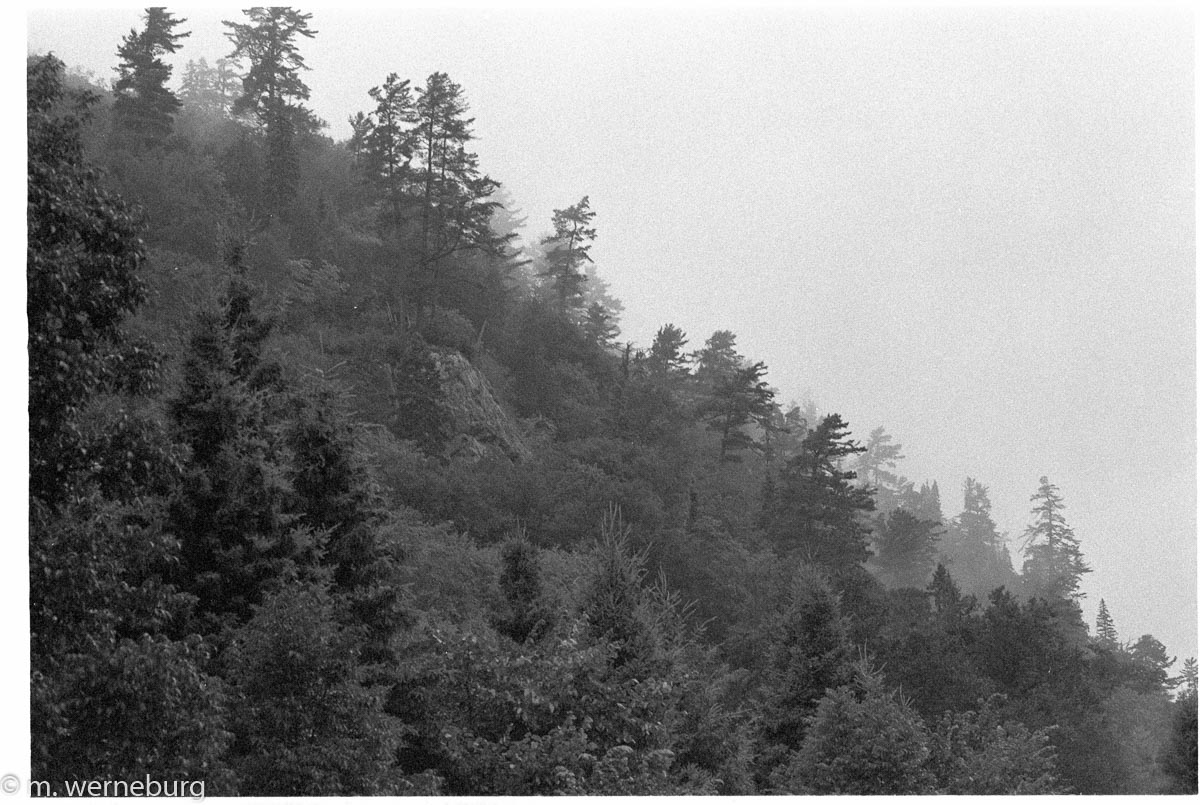 misty trees on a valley wall, agawa
