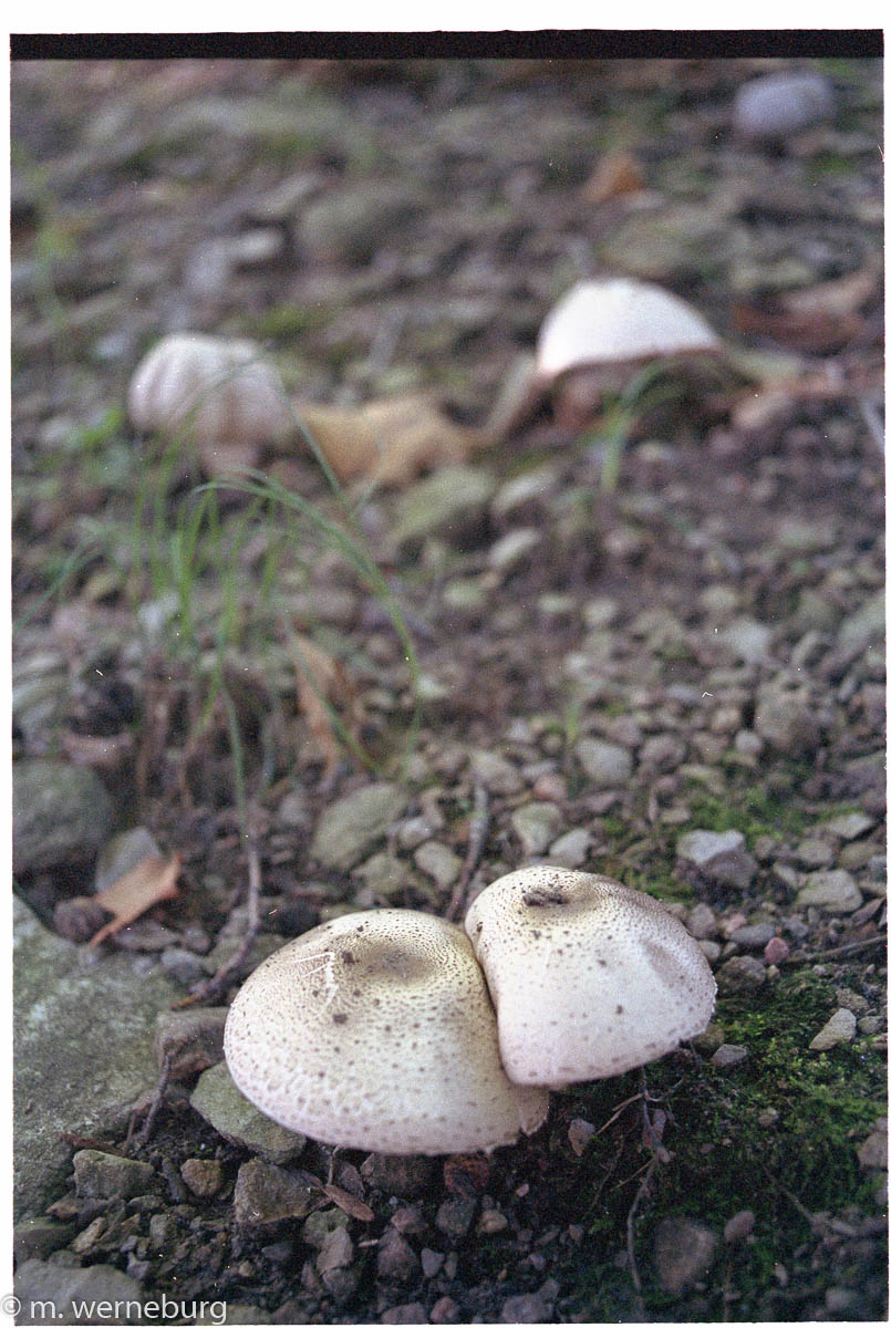 emerging mushrooms