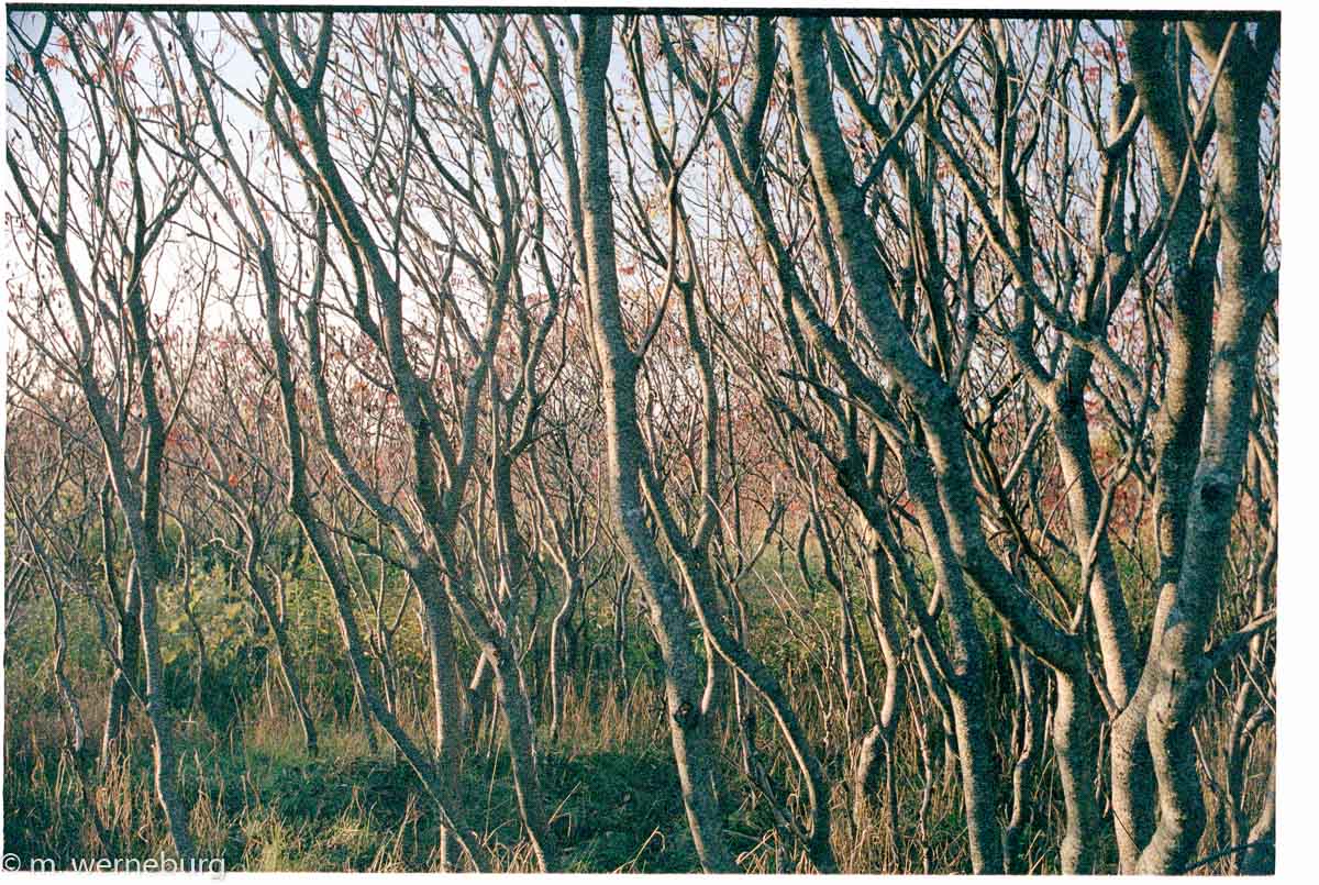 sumach forest, ontario