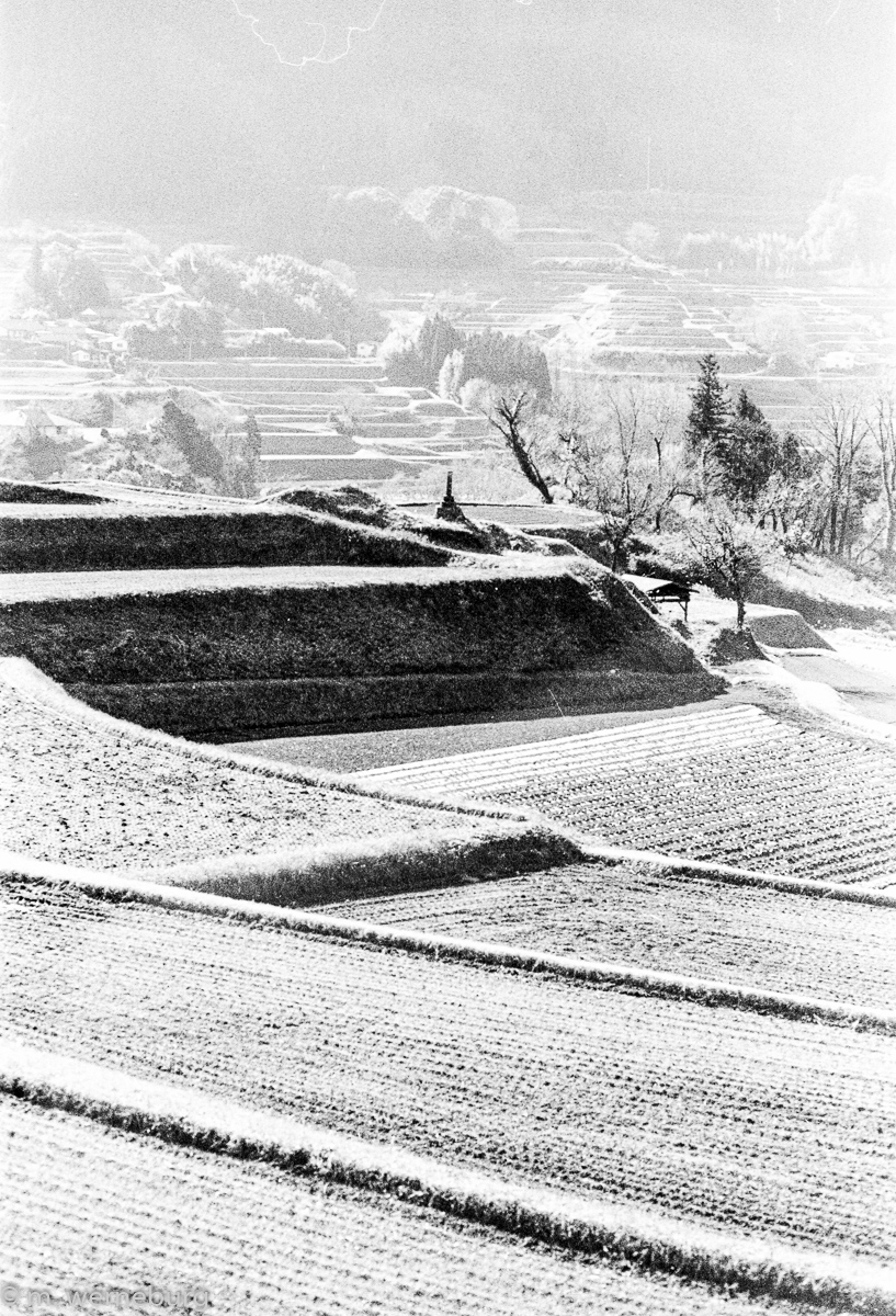rice paddies, black and white