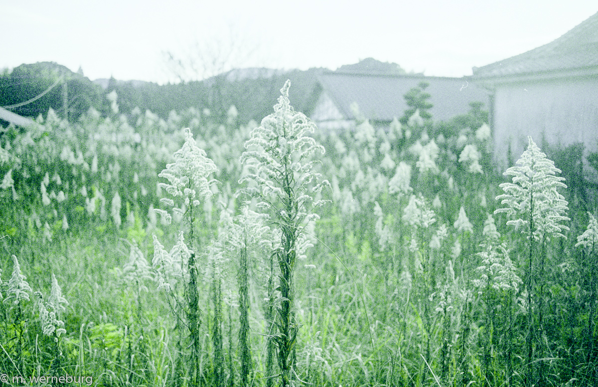 tall weeds in janaury