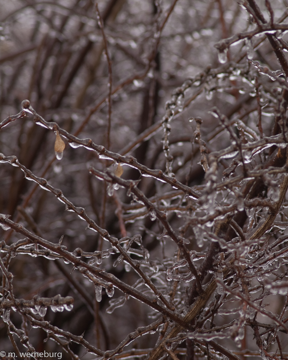 ice-coated branches