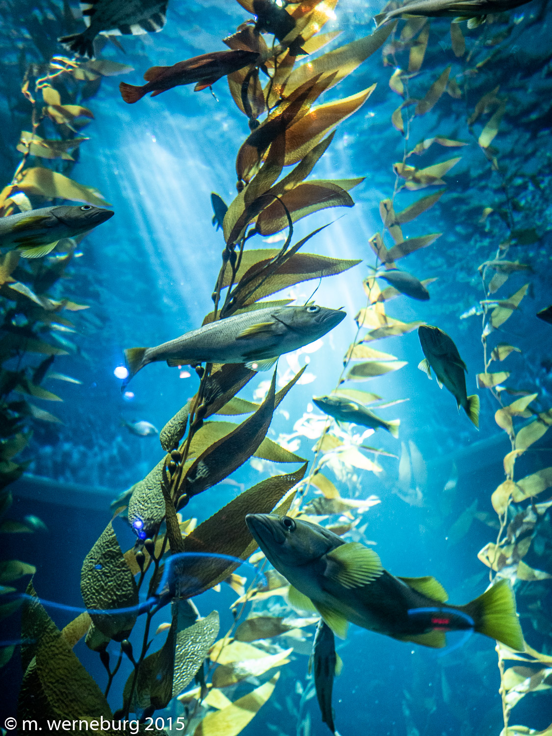 swimming among the kelp