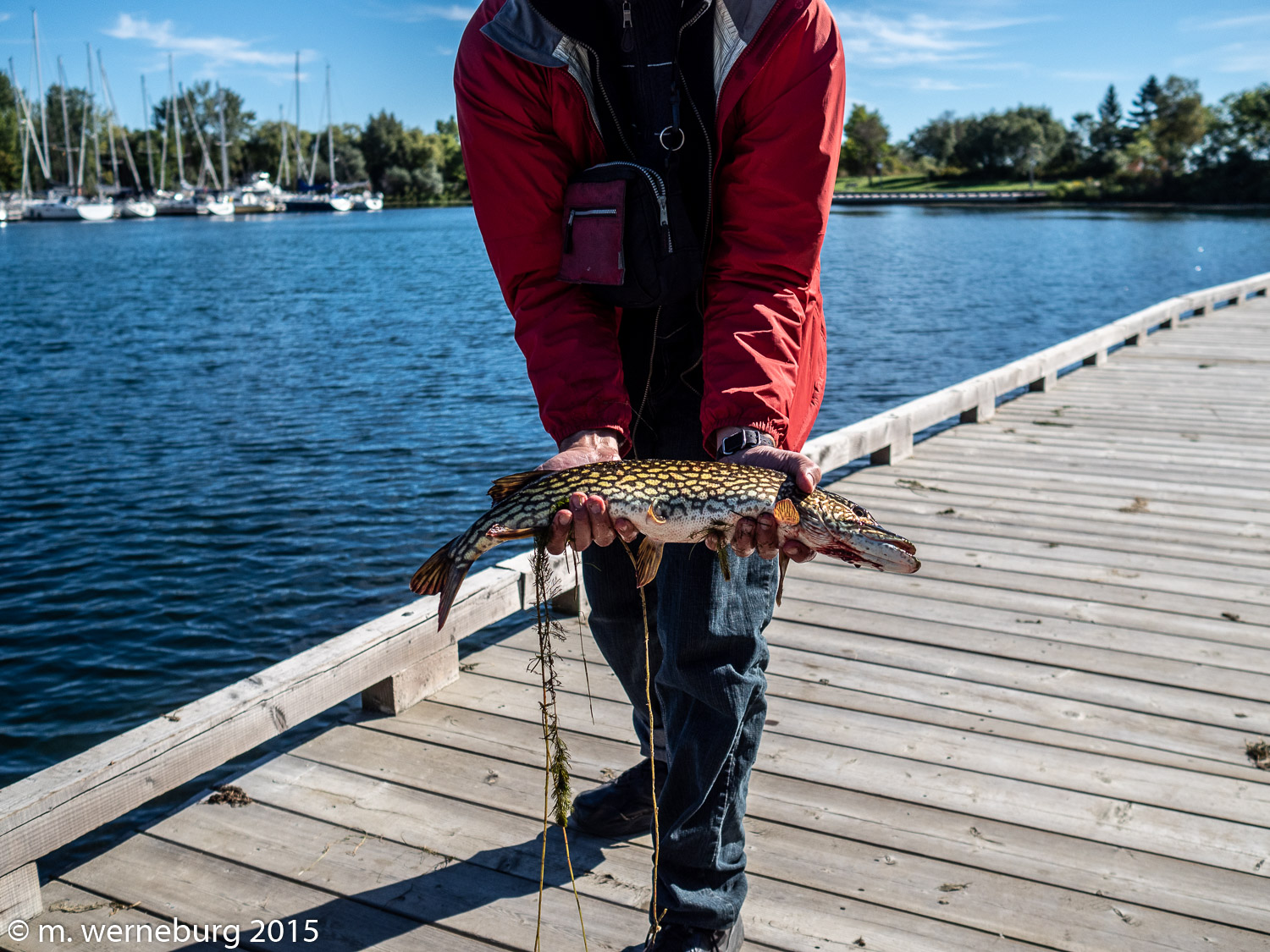 perhaps a chain pickerel