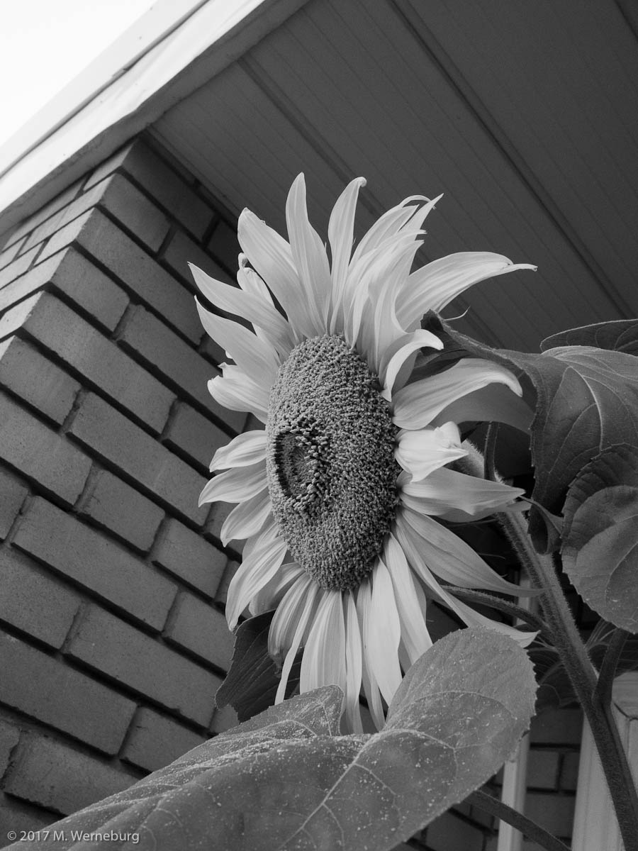 sunflower black and white