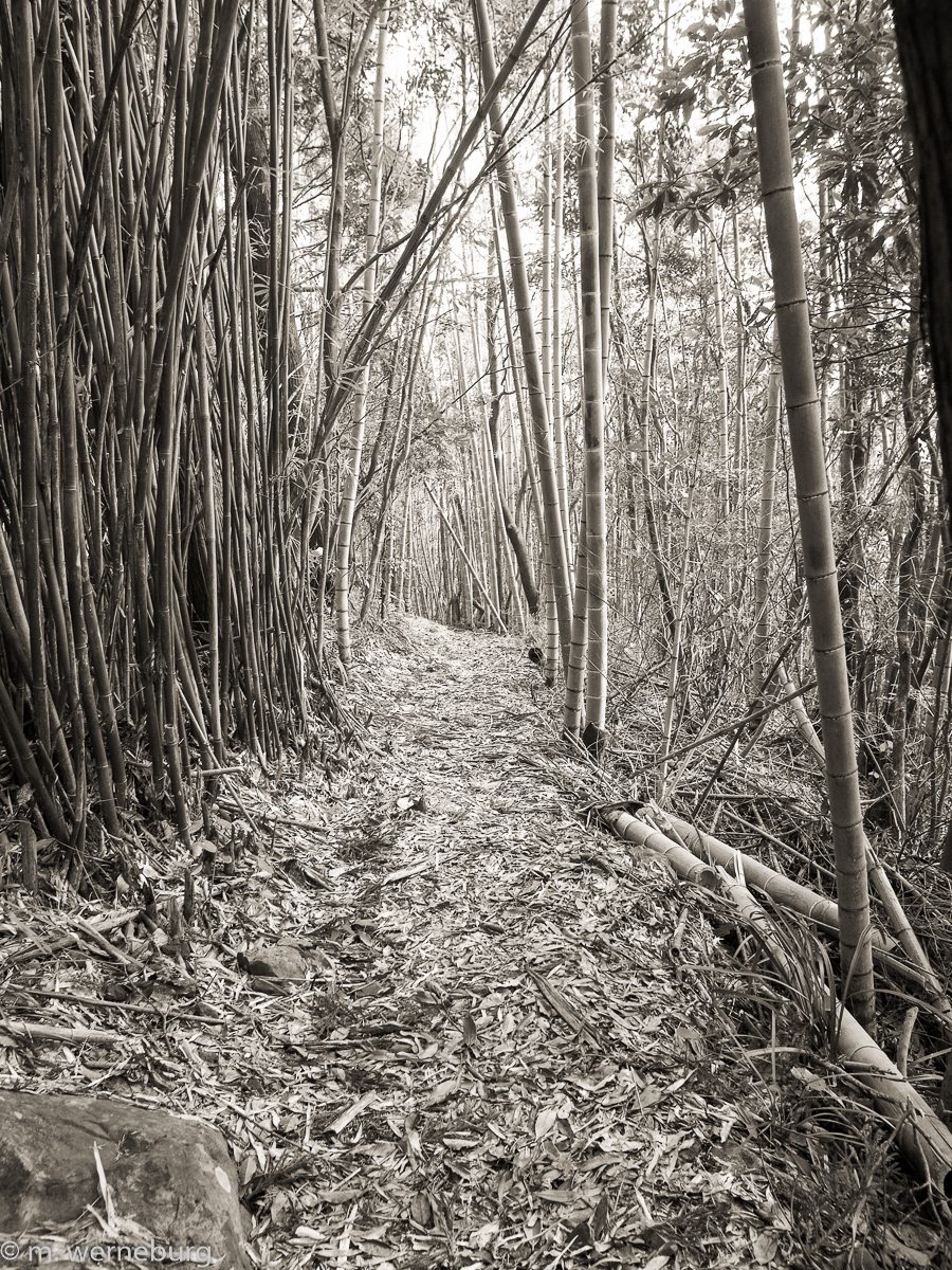 bamboo path in the hills
