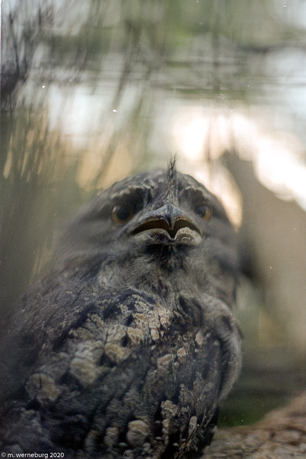 frogmouth