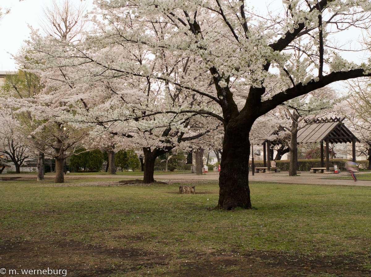 a park in cherry blossom season