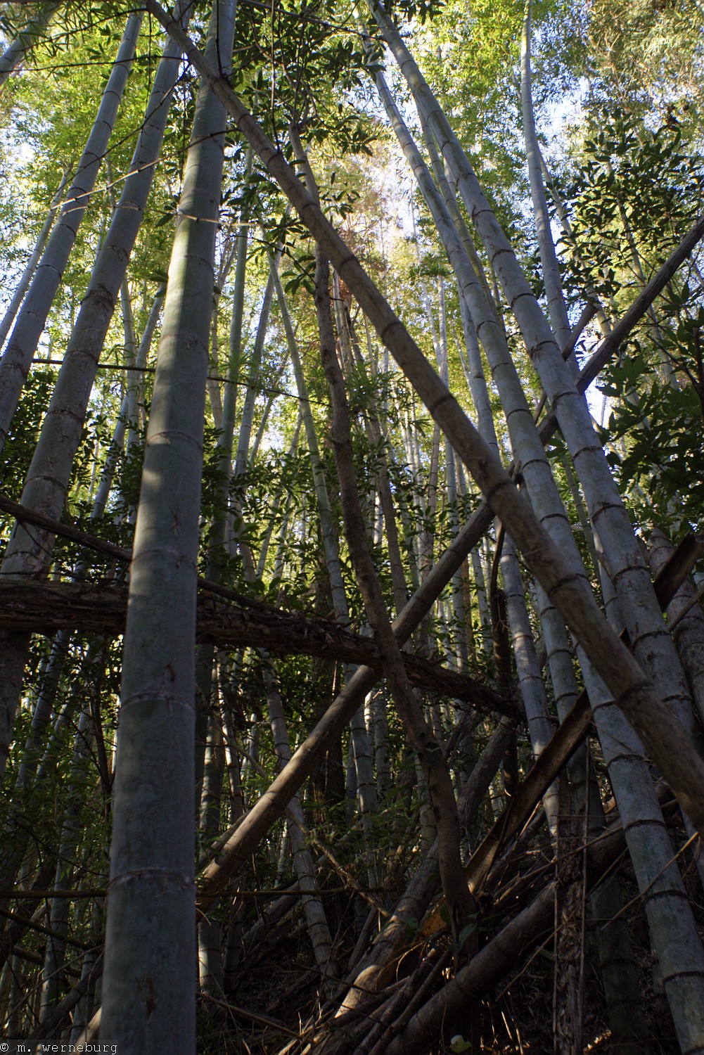 bamboo makes for messy forests