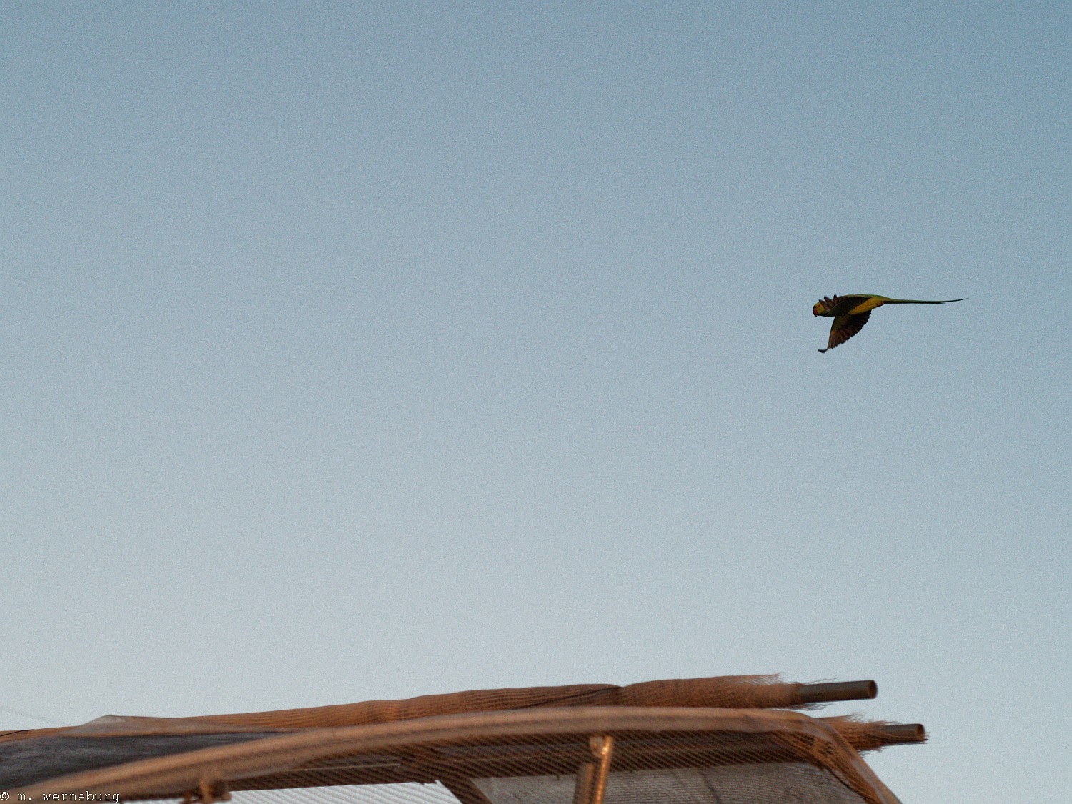flight of the parakeet