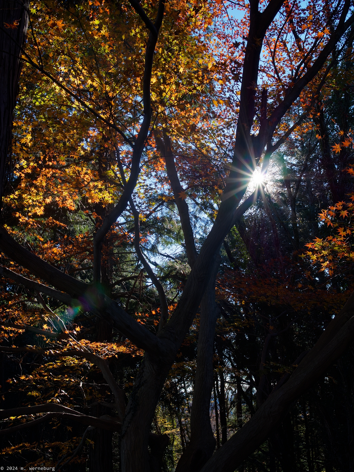 sunstar on mt takao