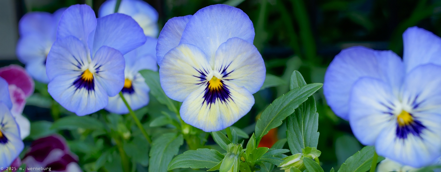 Pansies (I think) in an exquisite hue of blue.