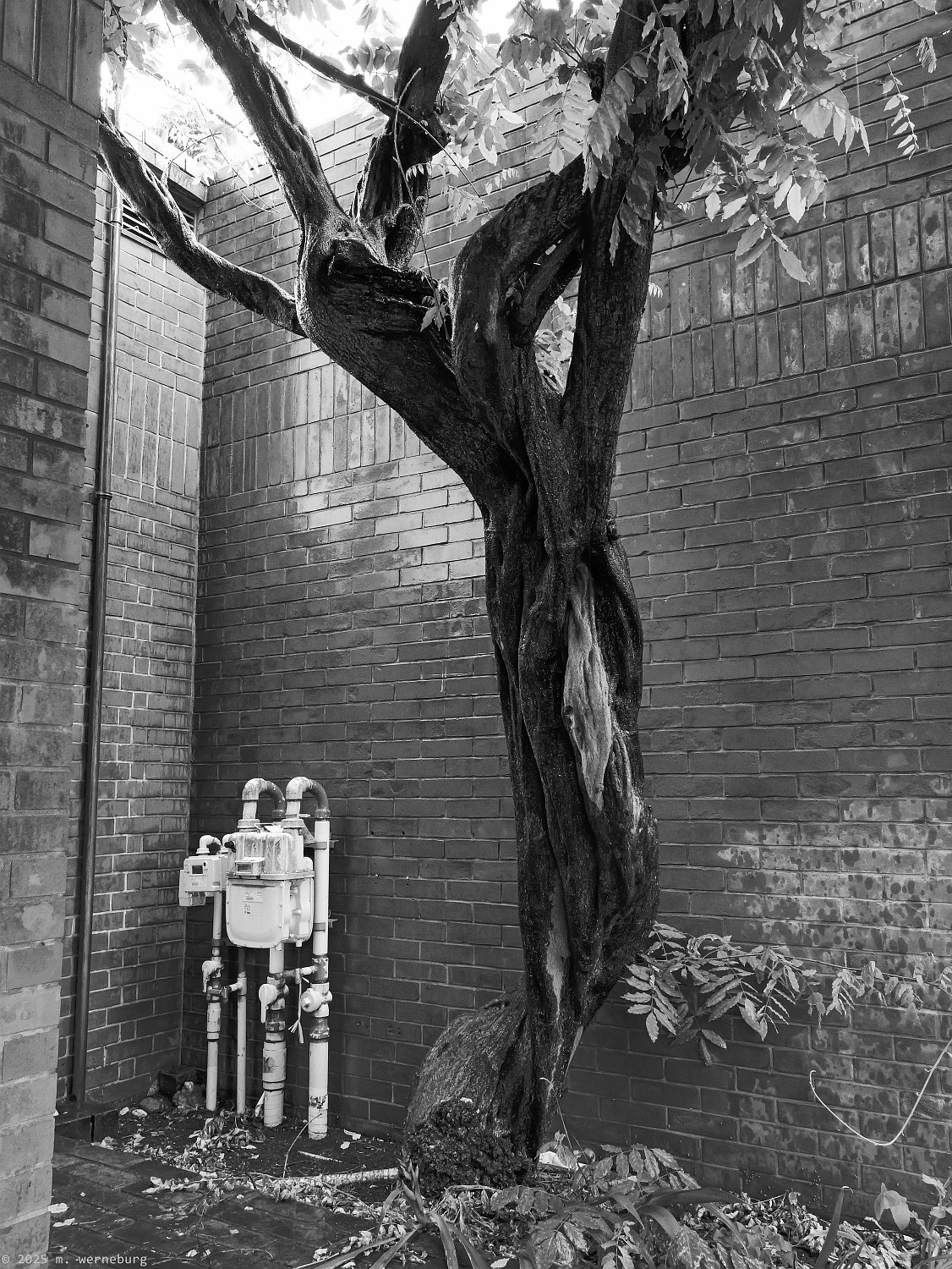 tree and wall on a rainy day