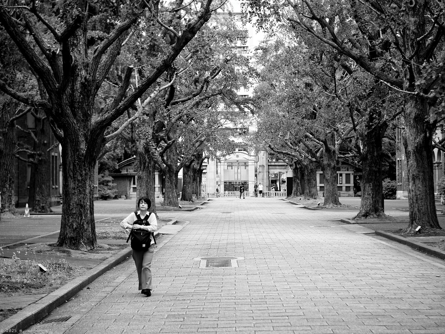 trees in todai campus
