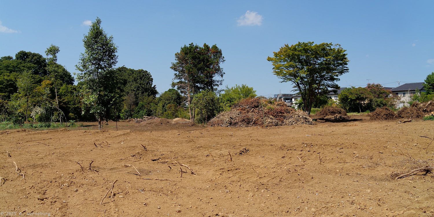 farewell to a forest