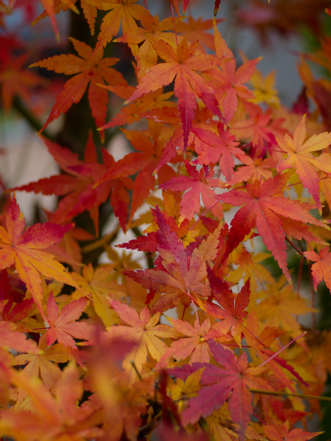 Japanese maple in a Japanese autumn