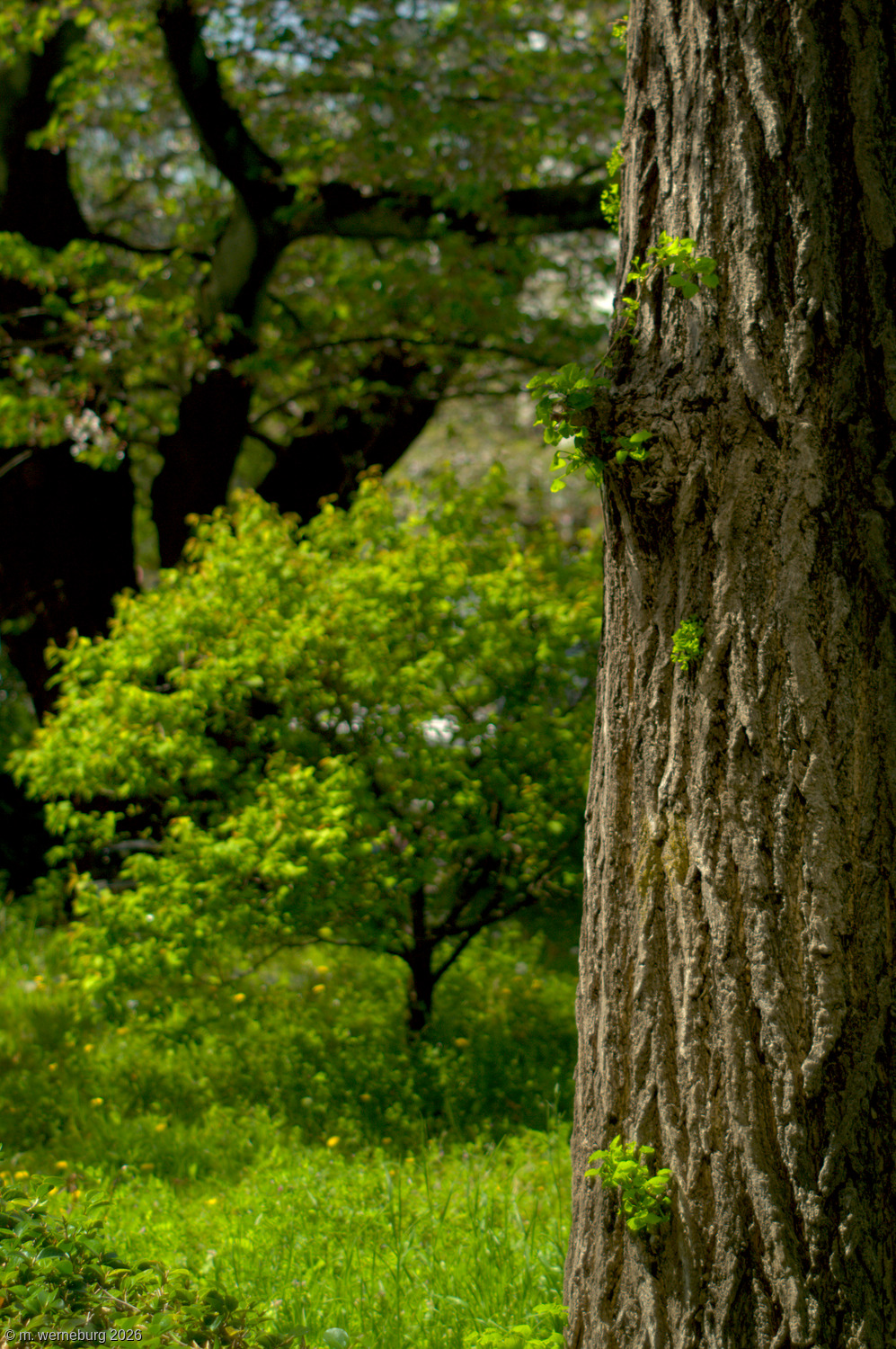 a tree blossoming into the season