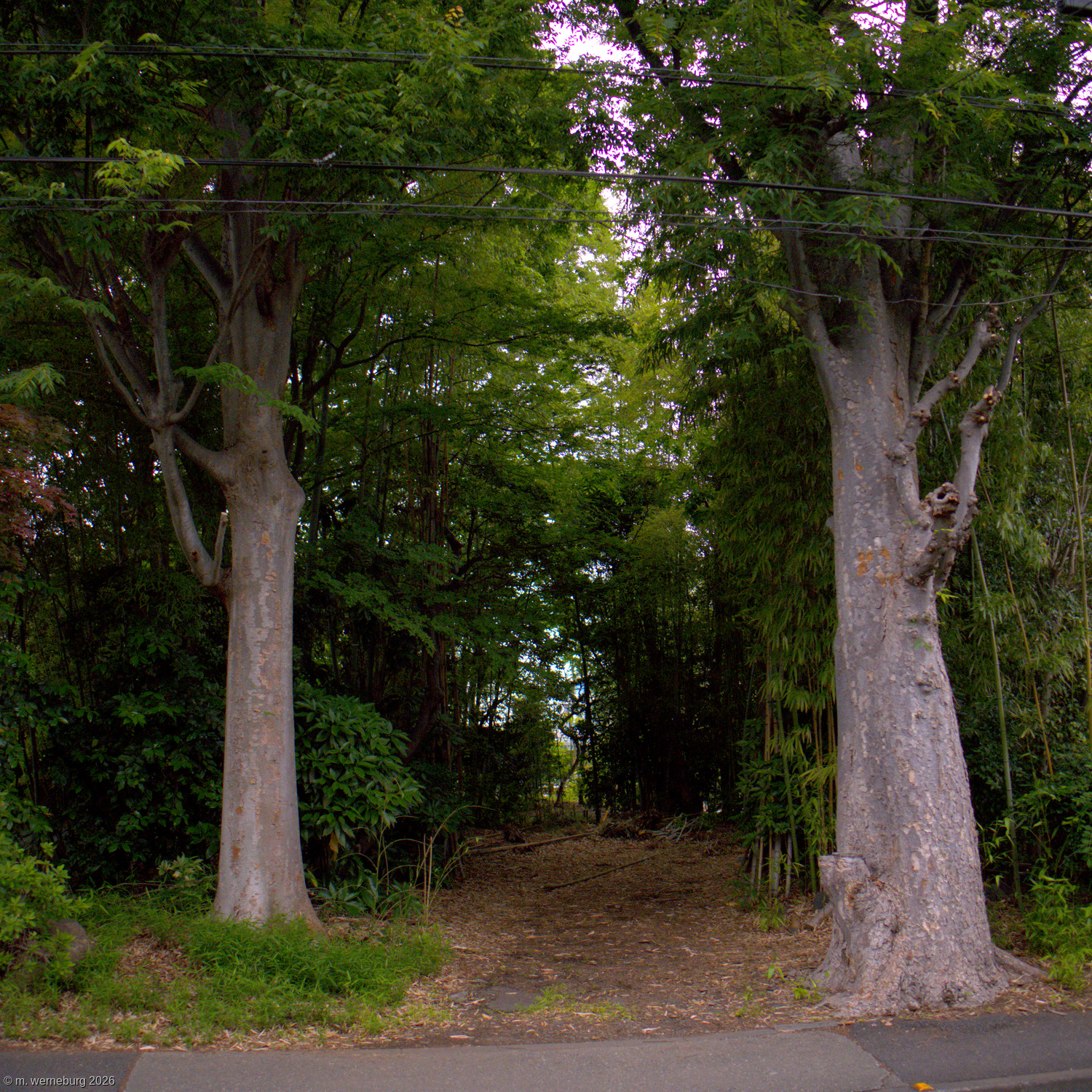 the last stand of trees at twilight
