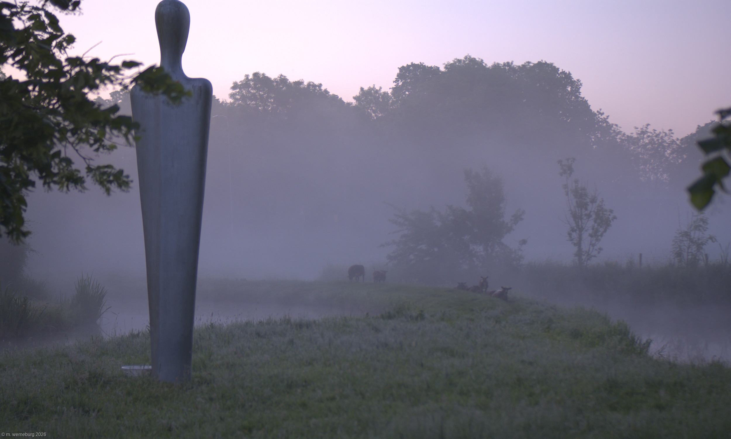 magenta morning with sheep