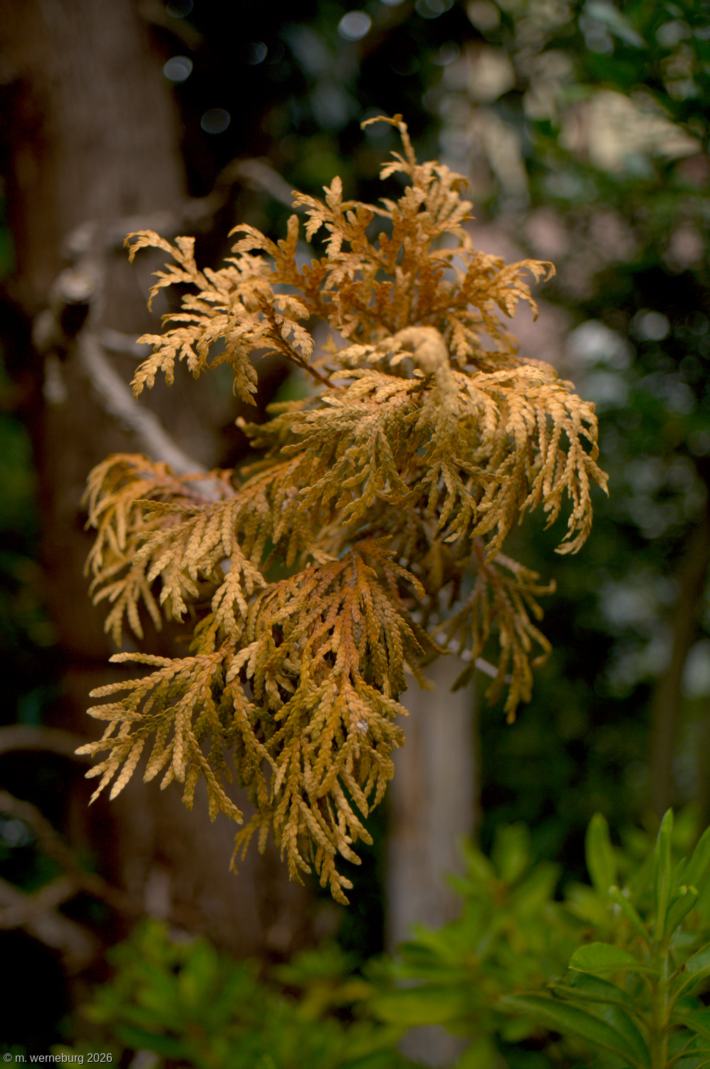 dry cedar branch
