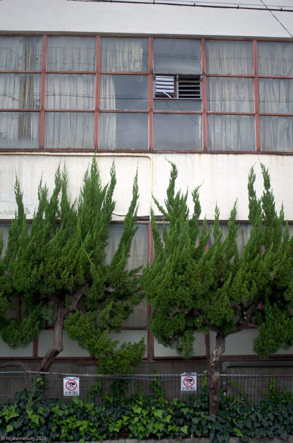 ambitious trees and old building