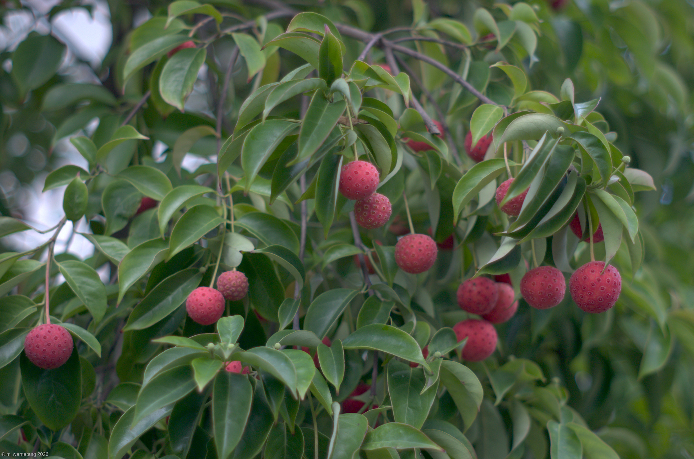 ripe lychee