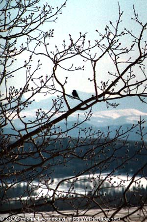 Alberta songbird