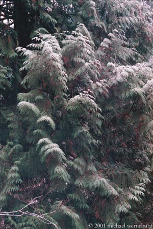 frosted conifers